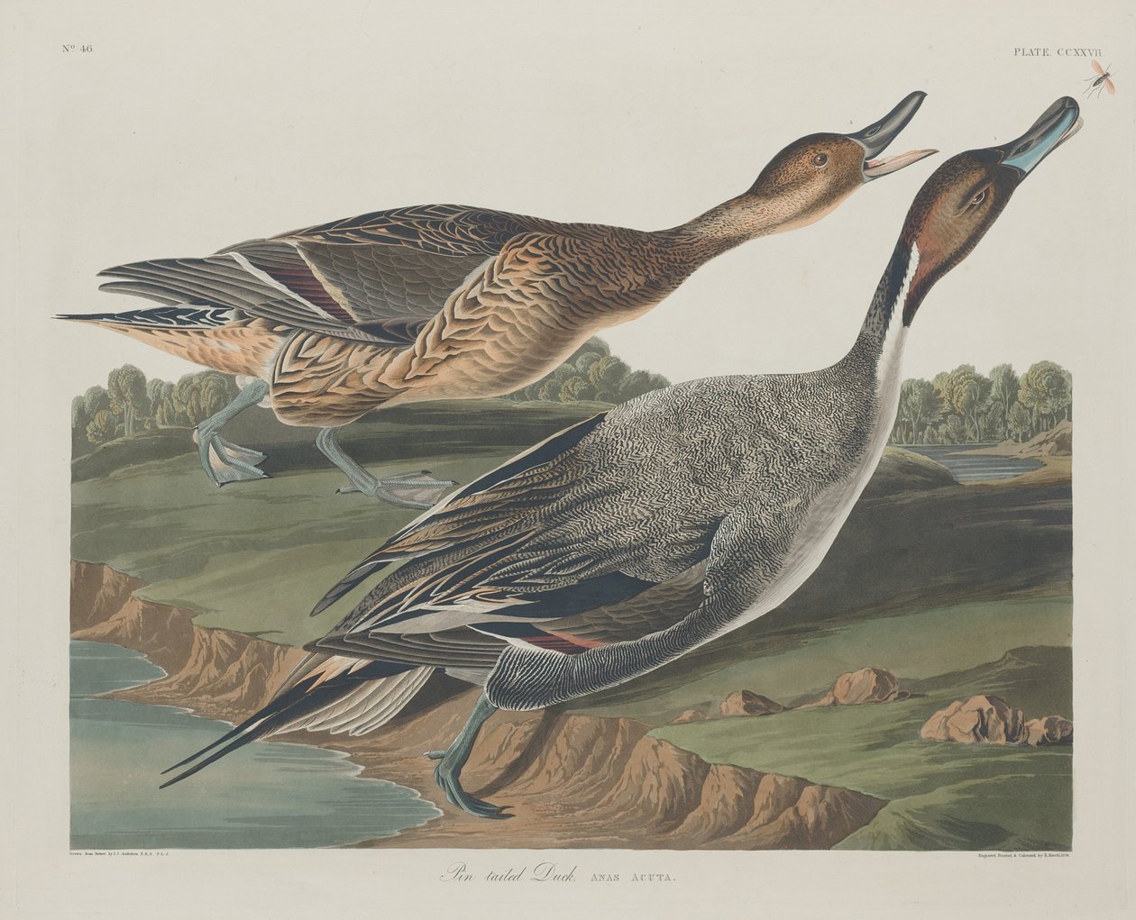 Pin-Tailed Duck tekijältä Robert Havell after John James Audubon