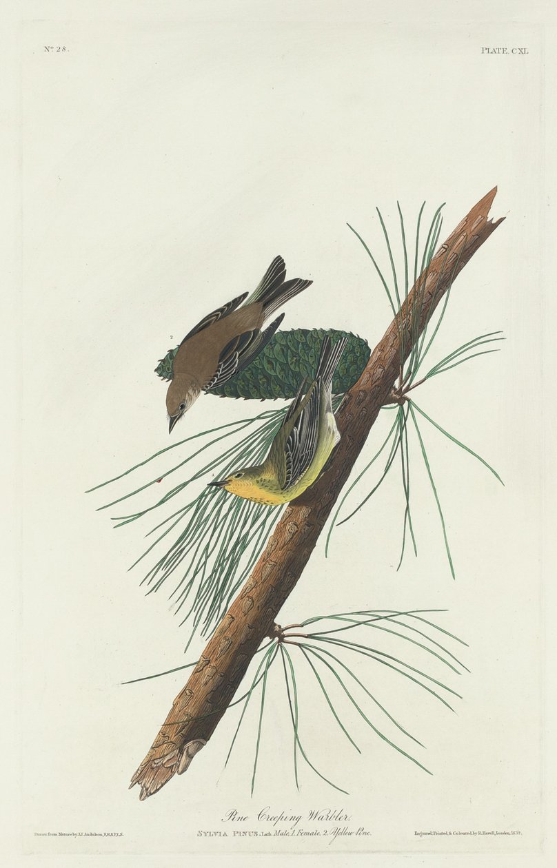 Pine Creeping Warbler tekijältä Robert Havell after John James Audubon