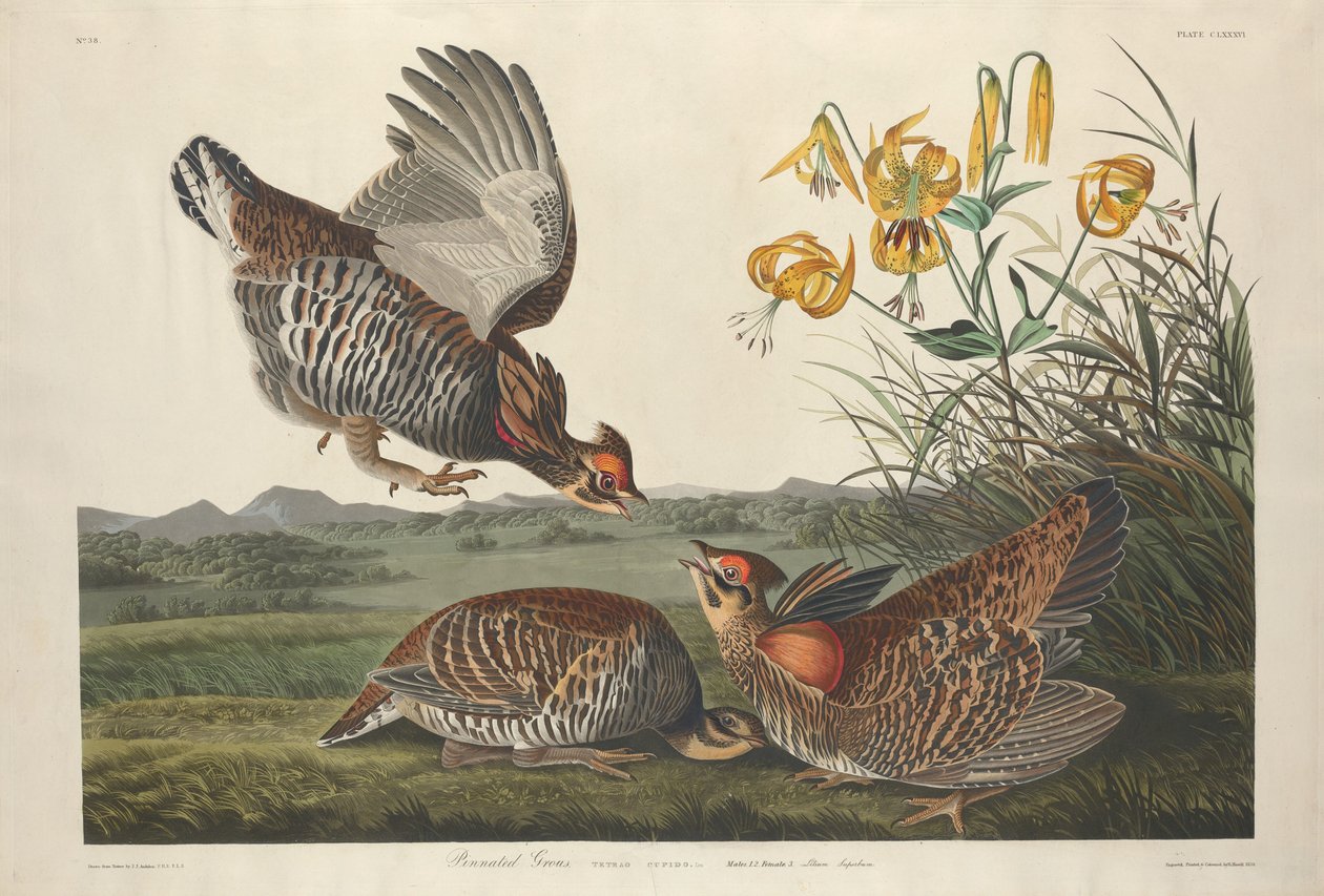 Pinnat Grousfinnish tekijältä Robert Havell after John James Audubon