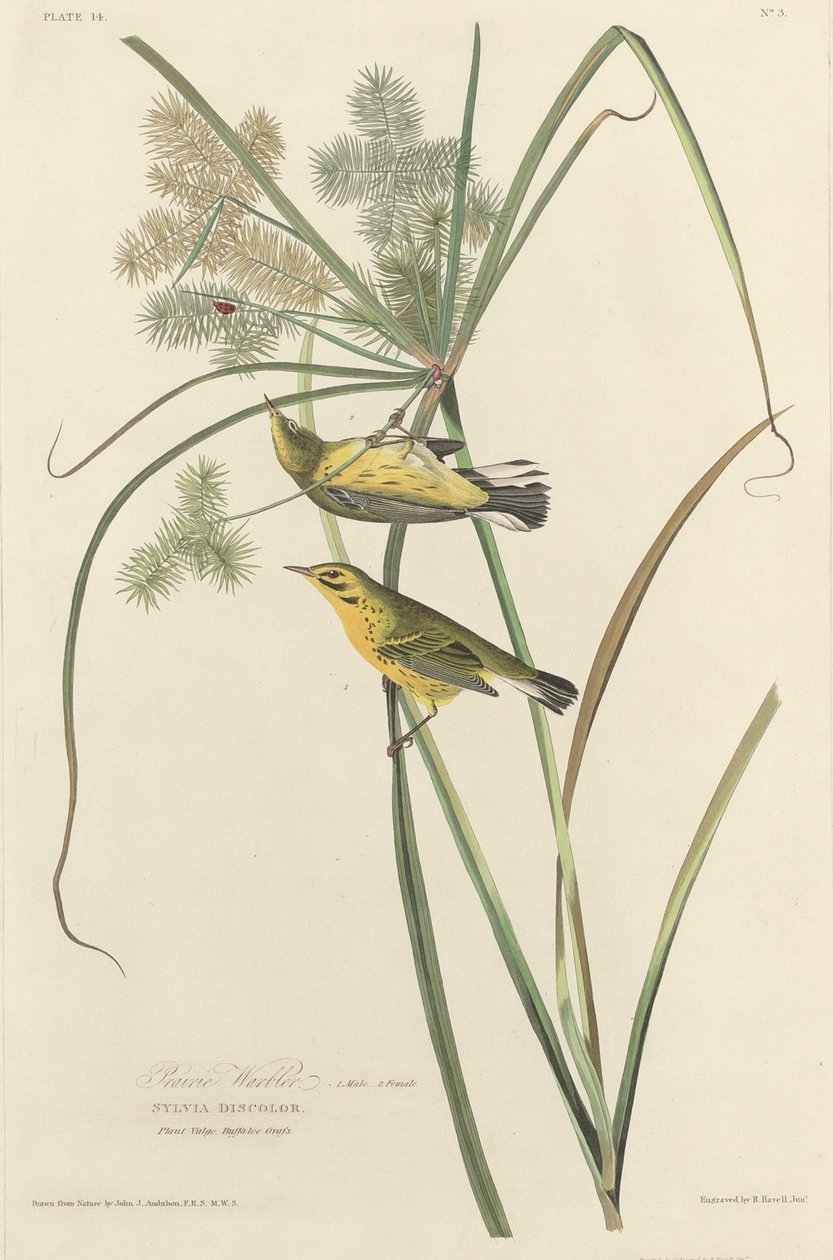 Prairie Warbler tekijältä Robert Havell after John James Audubon