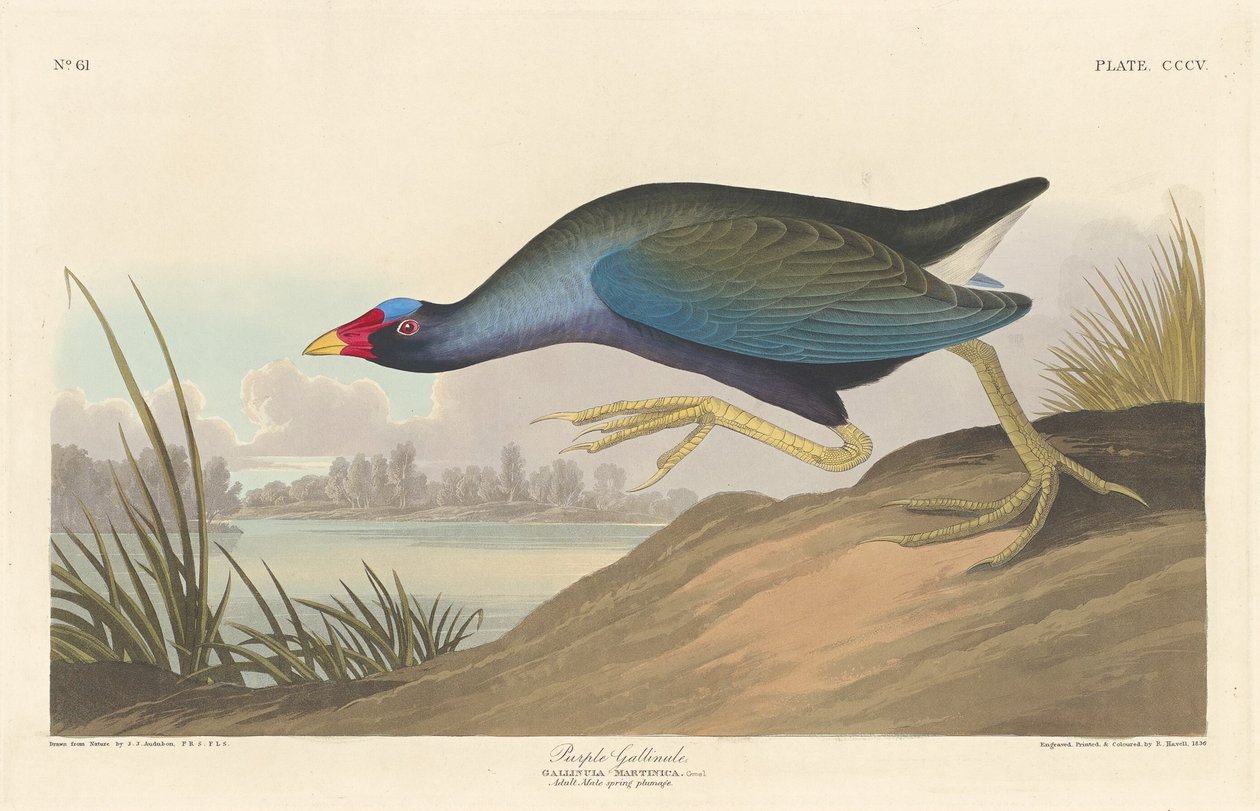 Violetti Gallinule tekijältä Robert Havell after John James Audubon