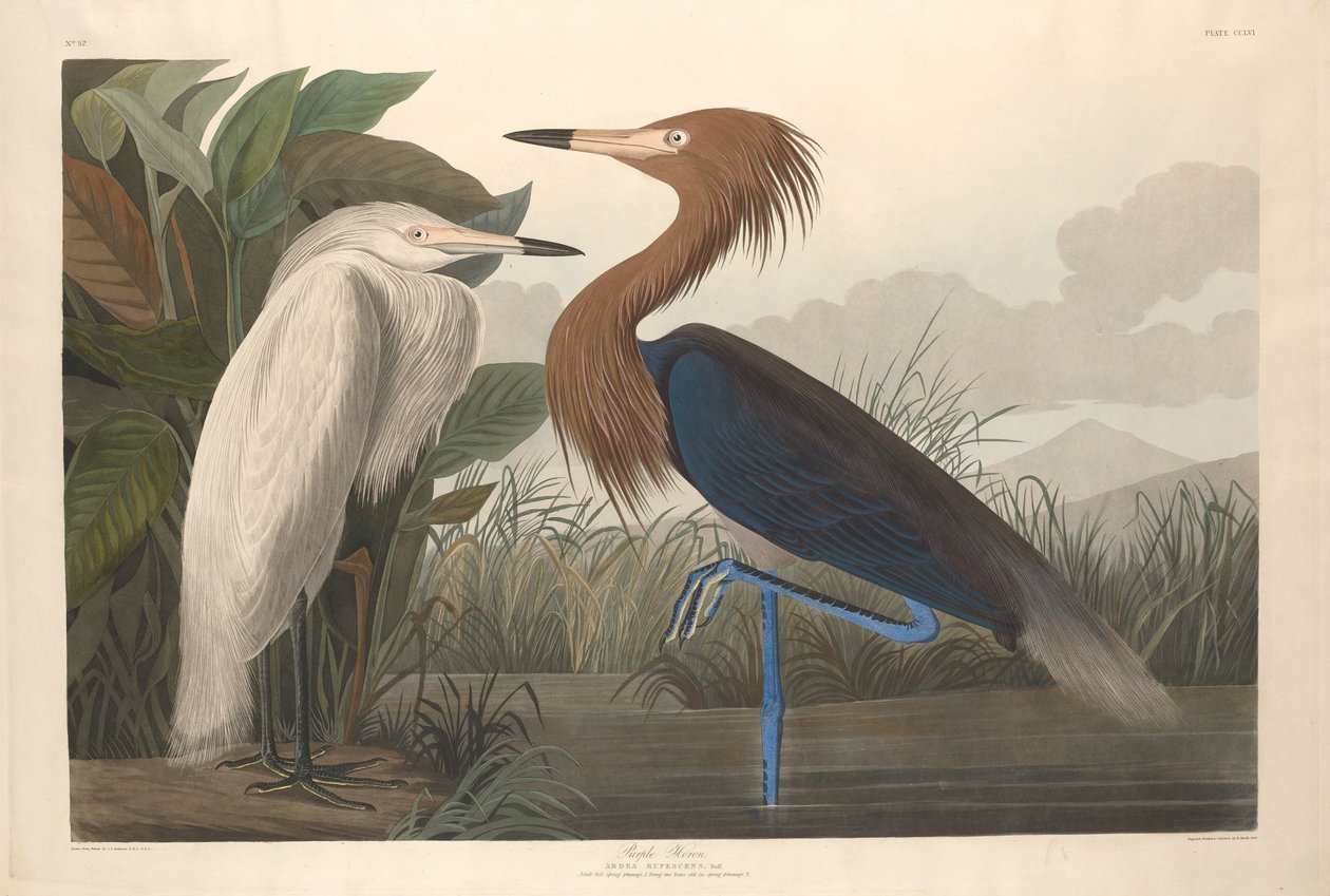 Purple Heron tekijältä Robert Havell after John James Audubon