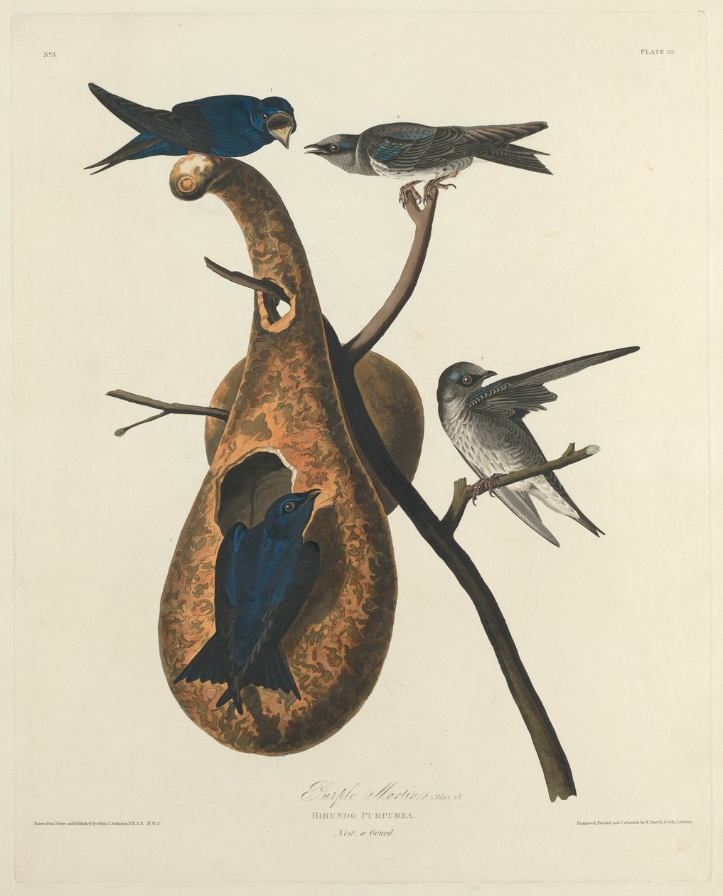 Purppura Martin tekijältä Robert Havell after John James Audubon