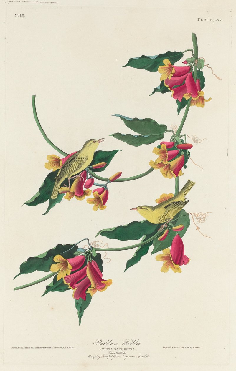 Rathbone Warbler tekijältä Robert Havell after John James Audubon