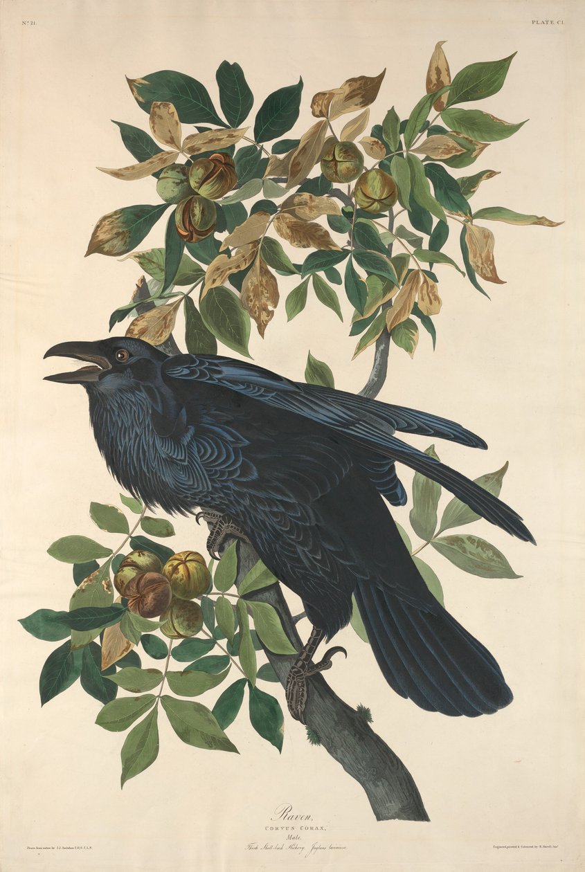 Korppi tekijältä Robert Havell after John James Audubon