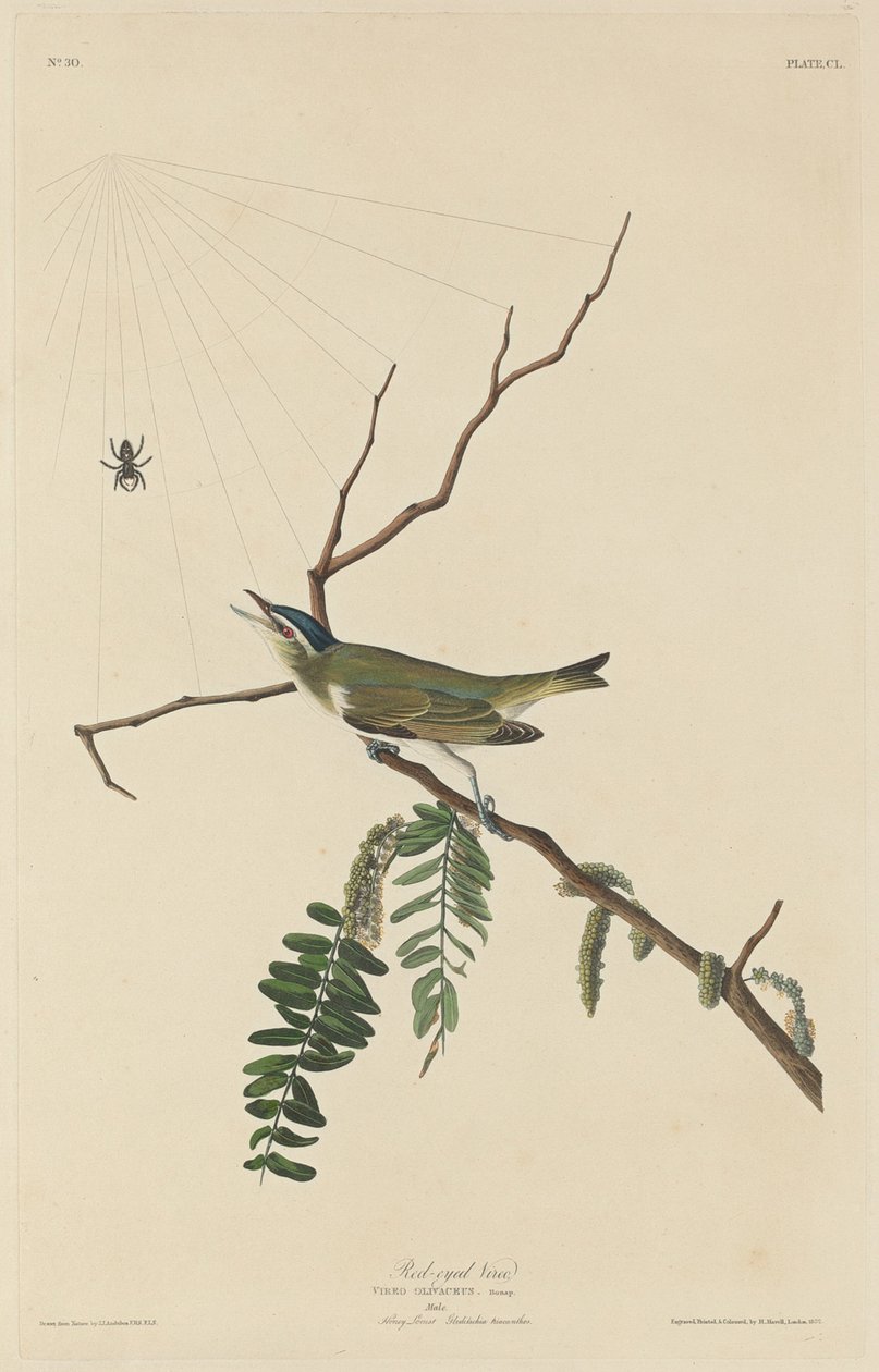 Punasilmäinen Vireo tekijältä Robert Havell after John James Audubon