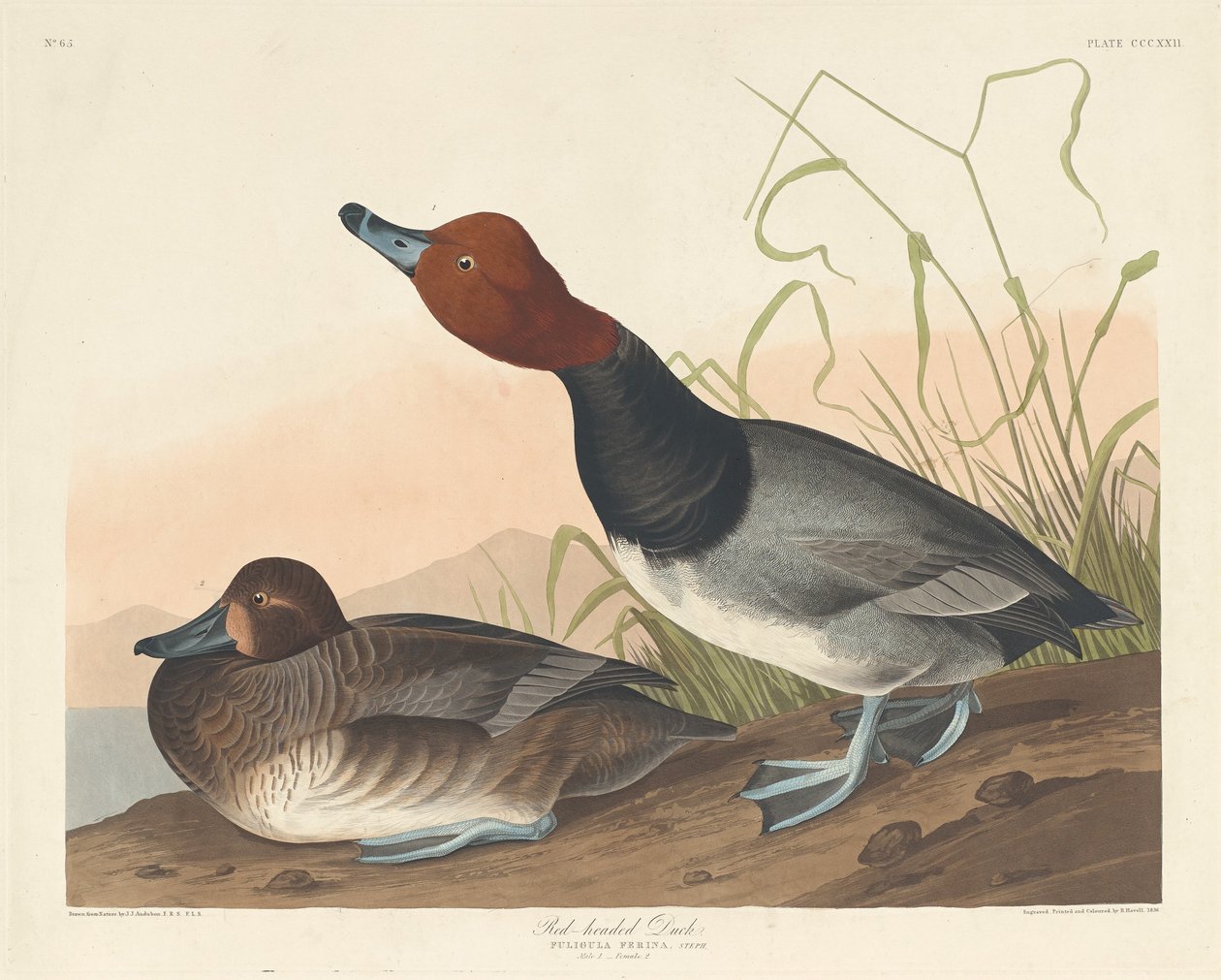 Punatukkainen ankka tekijältä Robert Havell after John James Audubon
