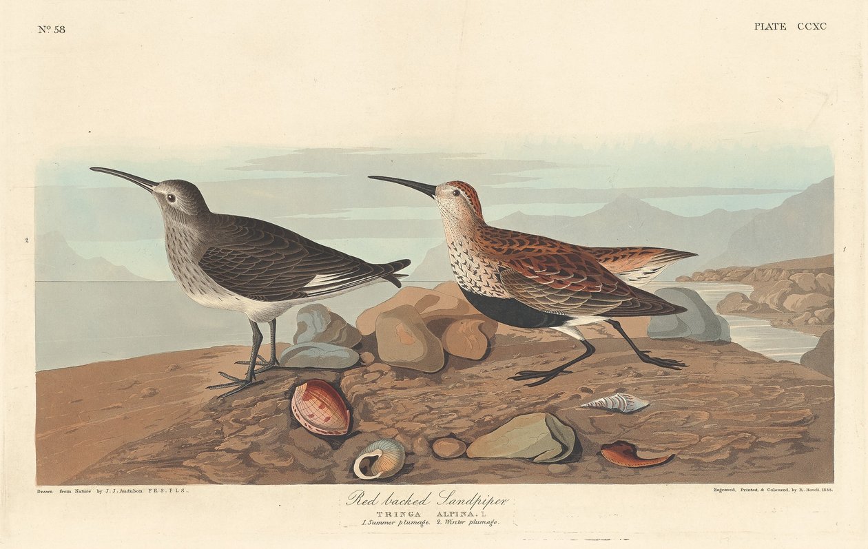 Punaselkäinen sandpiper tekijältä Robert Havell after John James Audubon