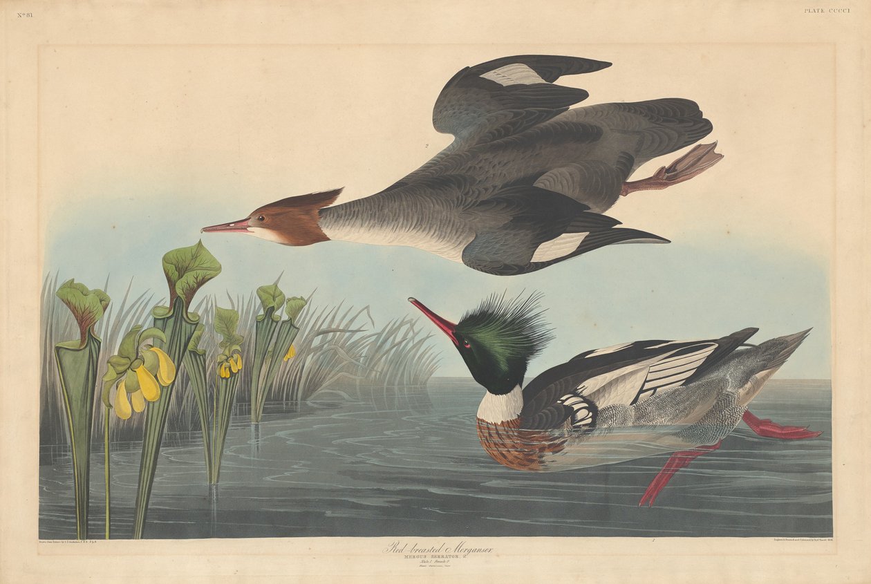 Punarintainen sukka tekijältä Robert Havell after John James Audubon