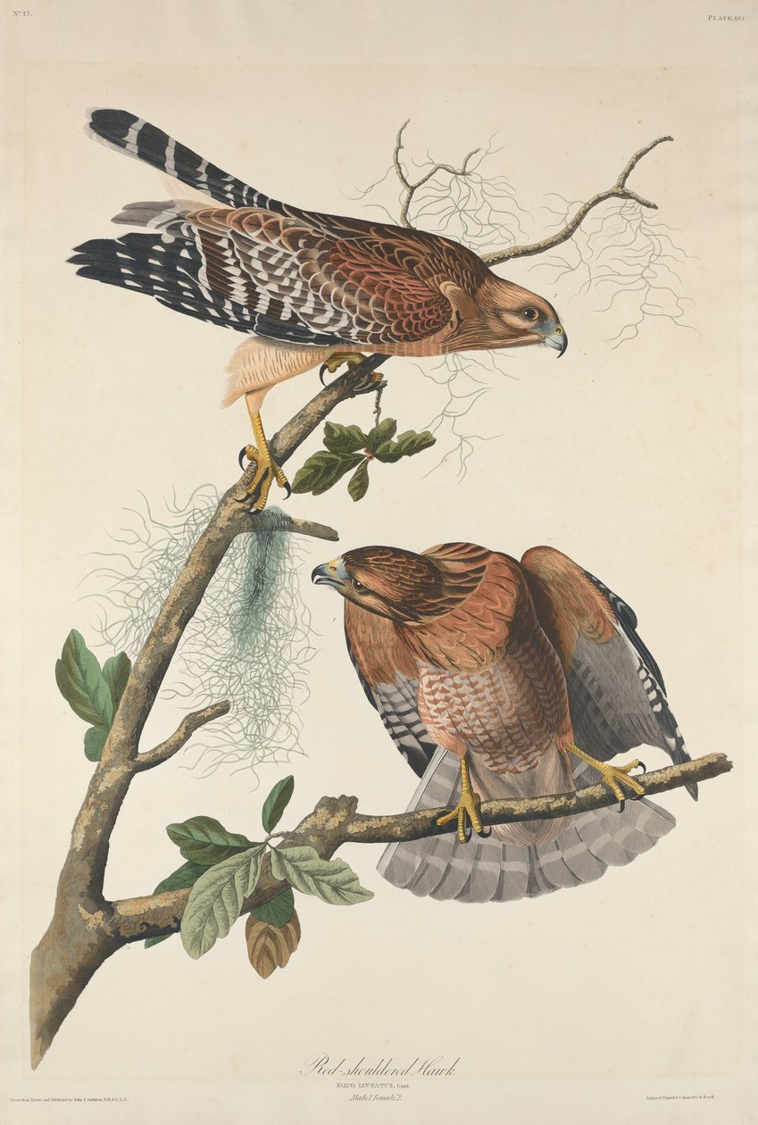 Punalapainen Hawk tekijältä Robert Havell after John James Audubon