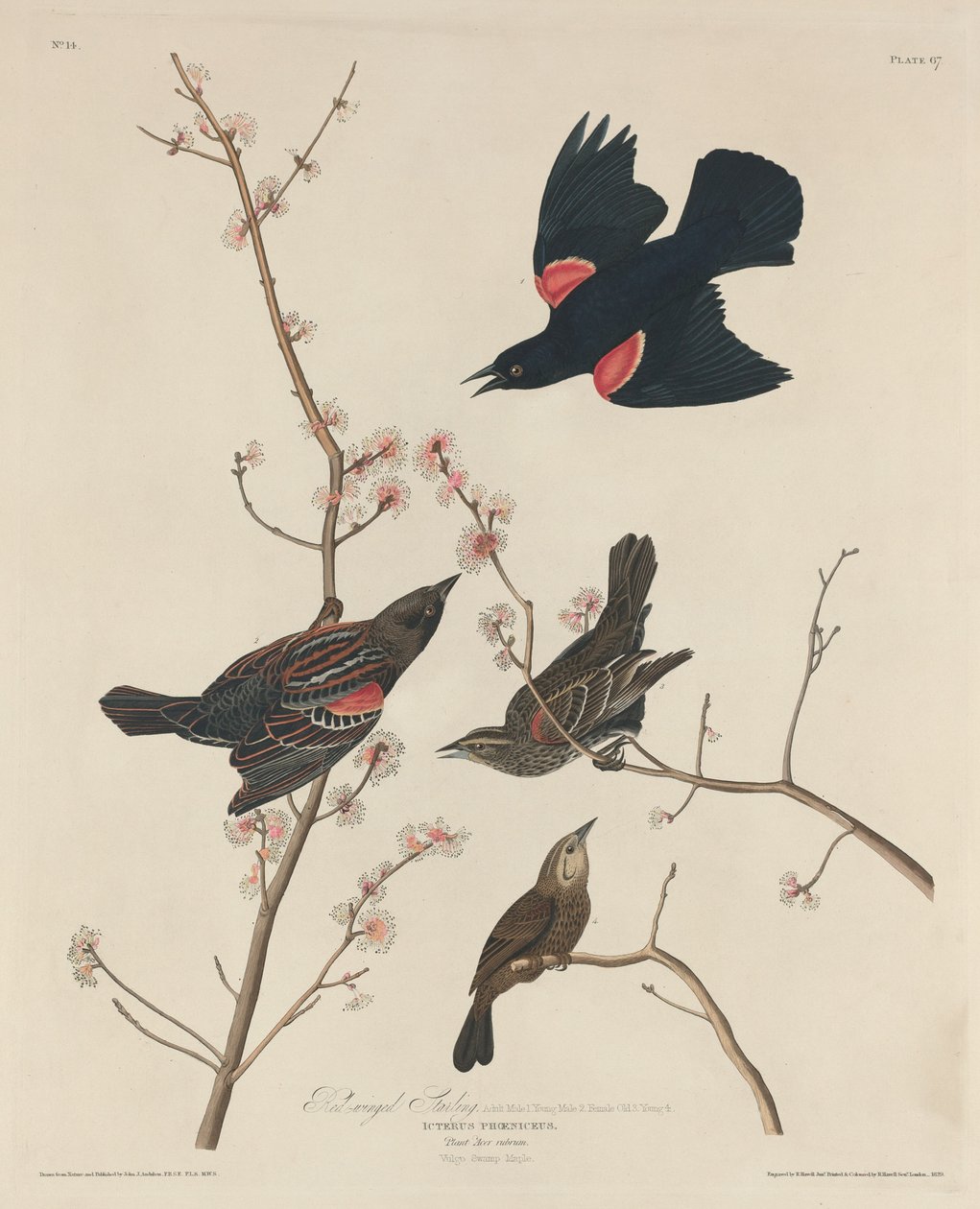 Punasiipinen kottarainen tekijältä Robert Havell after John James Audubon