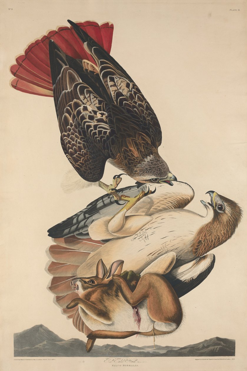 Red Tailed Hawk tekijältä Robert Havell after John James Audubon