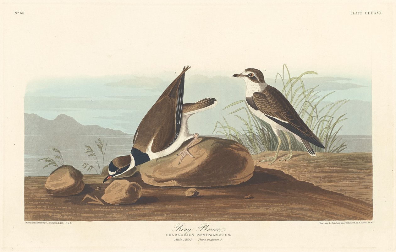 Ring Plover tekijältä Robert Havell after John James Audubon