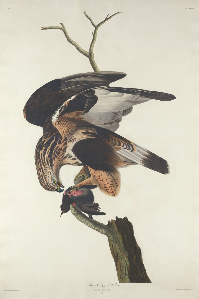 Karkeajalkainen Falcon tekijältä Robert Havell after John James Audubon