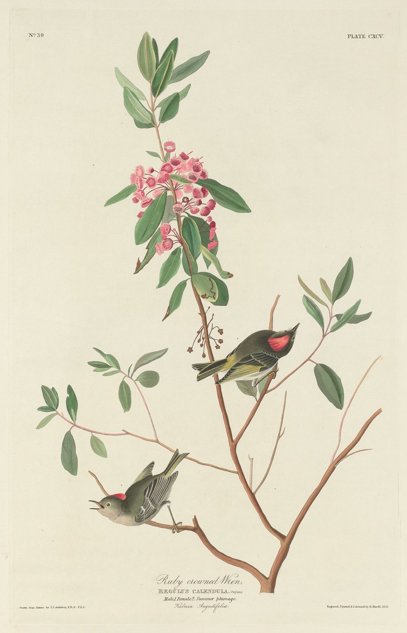 Rubiinikruunuinen Wren tekijältä Robert Havell after John James Audubon