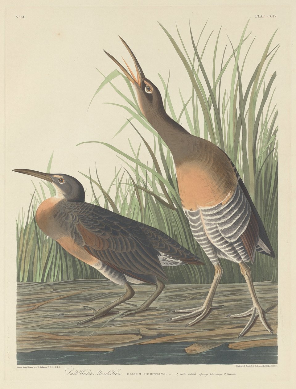 Salt Water Marsh Hen tekijältä Robert Havell after John James Audubon