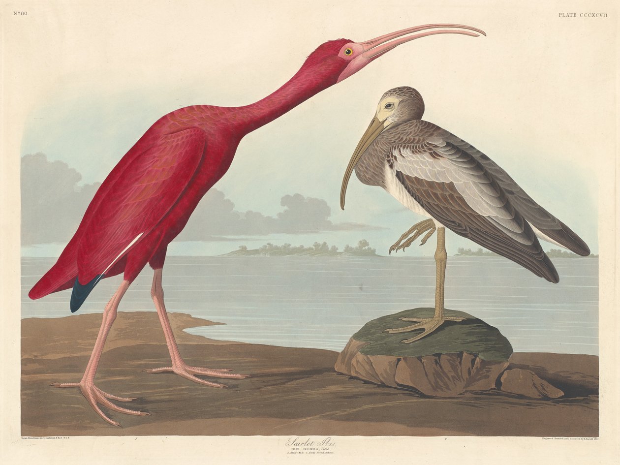 Scarlet Ibis tekijältä Robert Havell after John James Audubon