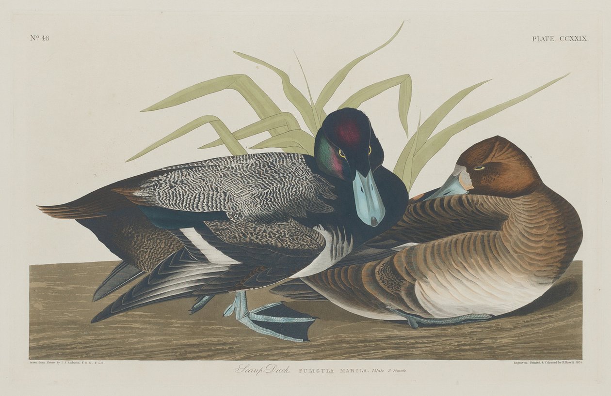 Scaup Duck tekijältä Robert Havell after John James Audubon