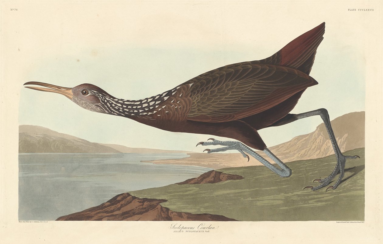 Scolopaceus Courlan tekijältä Robert Havell after John James Audubon