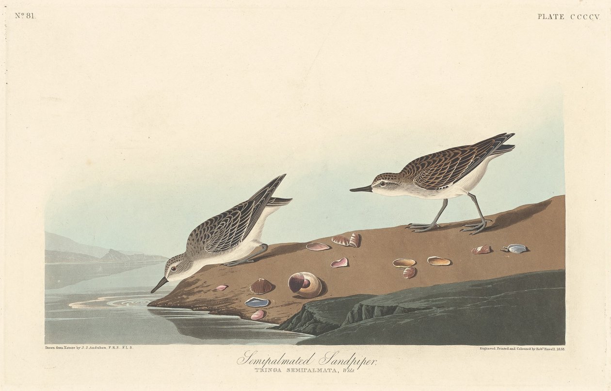Semi-palmated Sandpiper tekijältä Robert Havell after John James Audubon