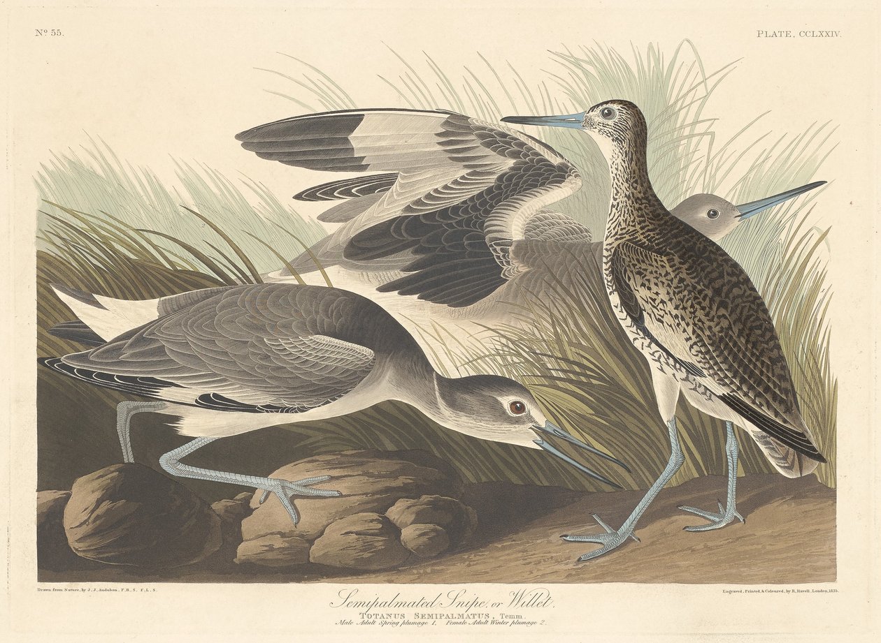Puolipalmoitu Snipe tai Willet tekijältä Robert Havell after John James Audubon