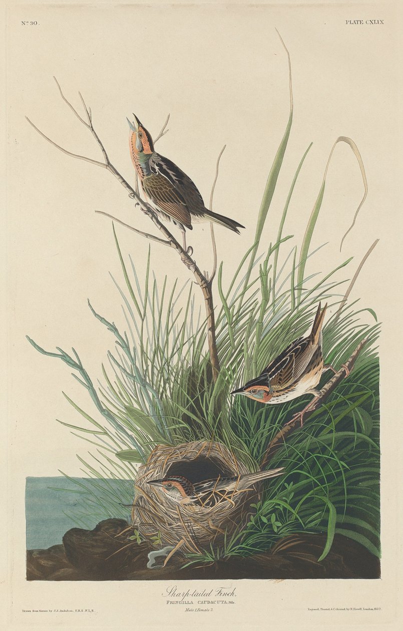 Teräväpyrstö tekijältä Robert Havell after John James Audubon