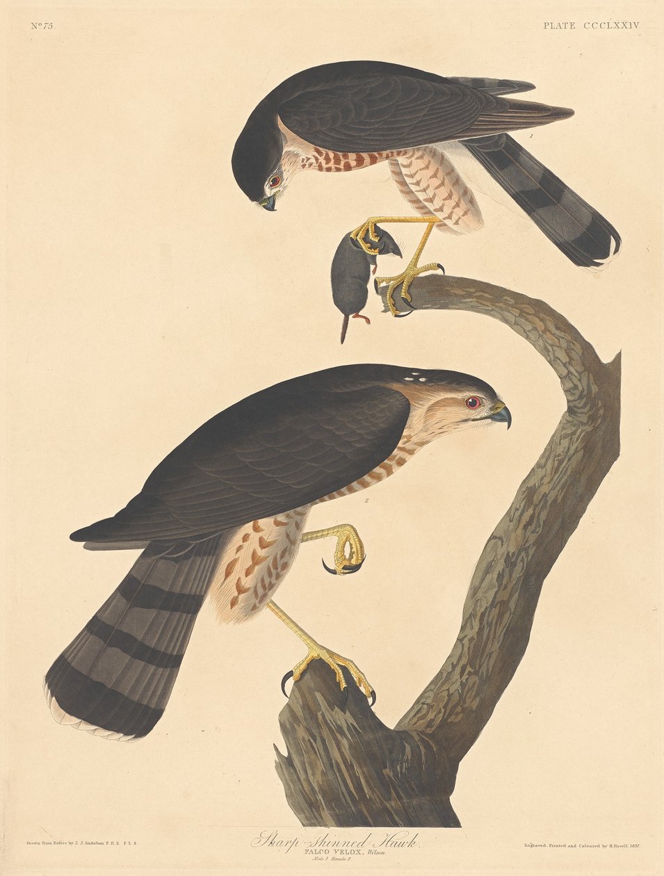 Teräväkärkinen Hawk tekijältä Robert Havell after John James Audubon