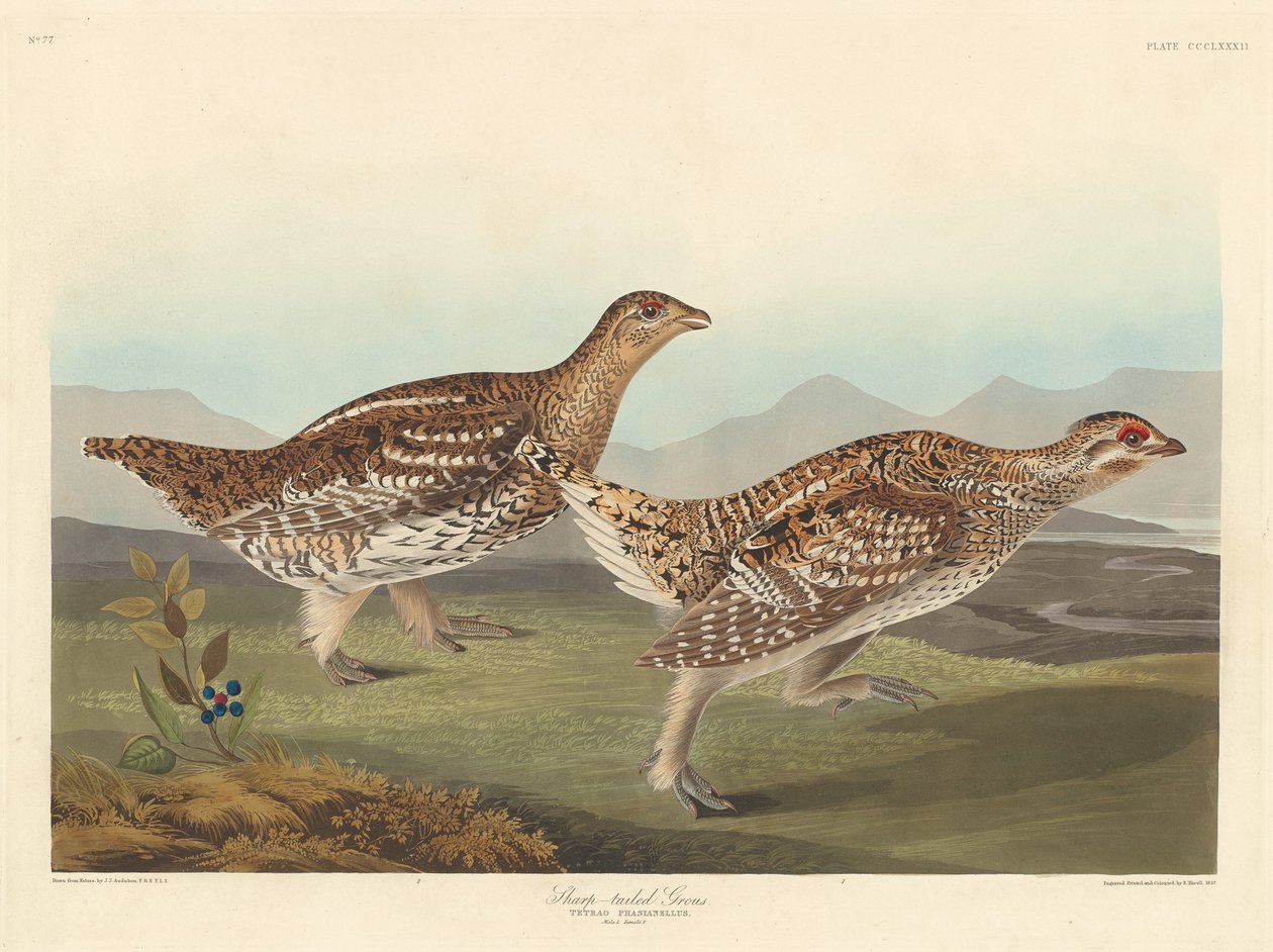 Teräväpyrstö tekijältä Robert Havell after John James Audubon