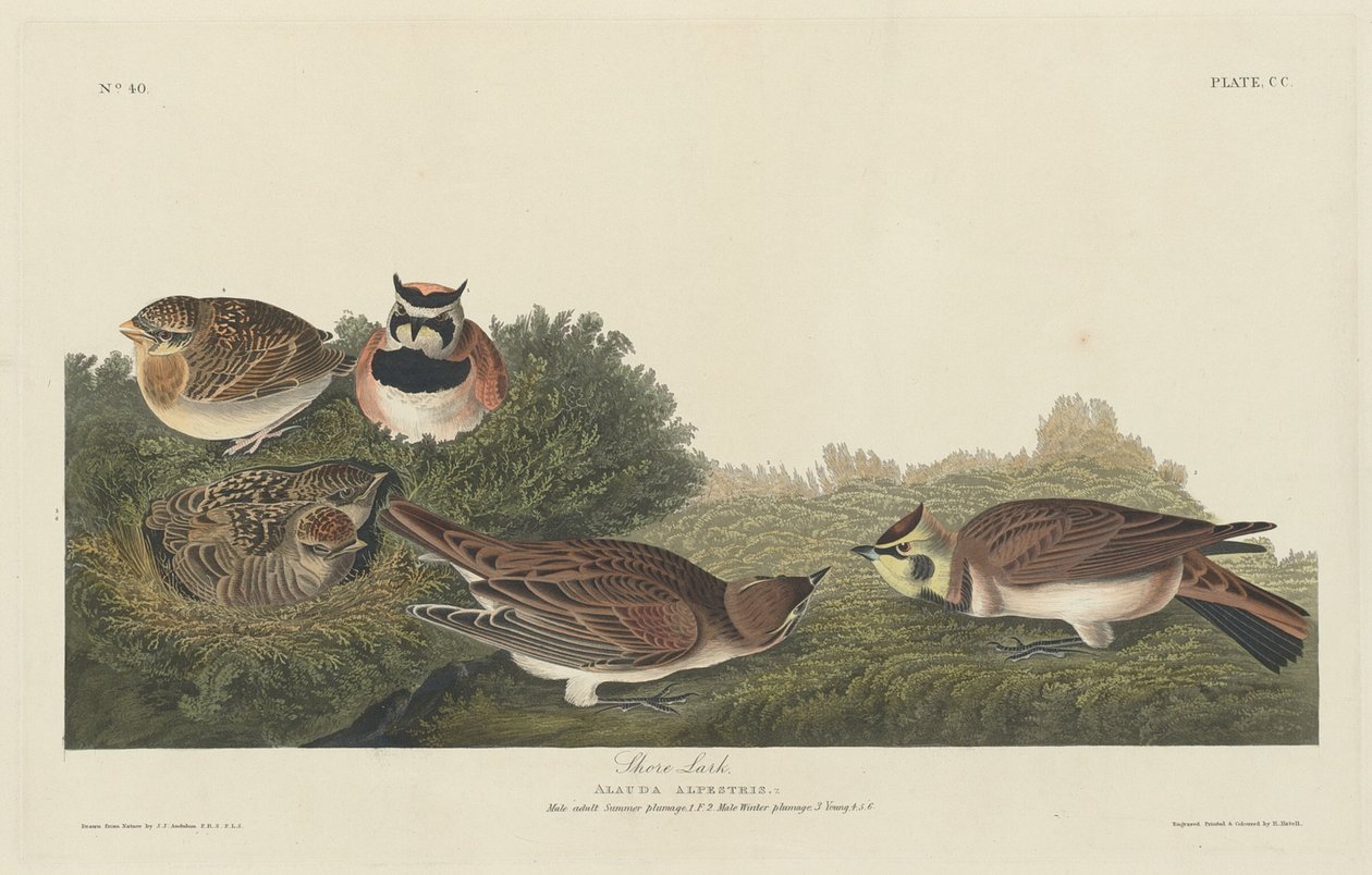 Tunturikiuru tekijältä Robert Havell after John James Audubon
