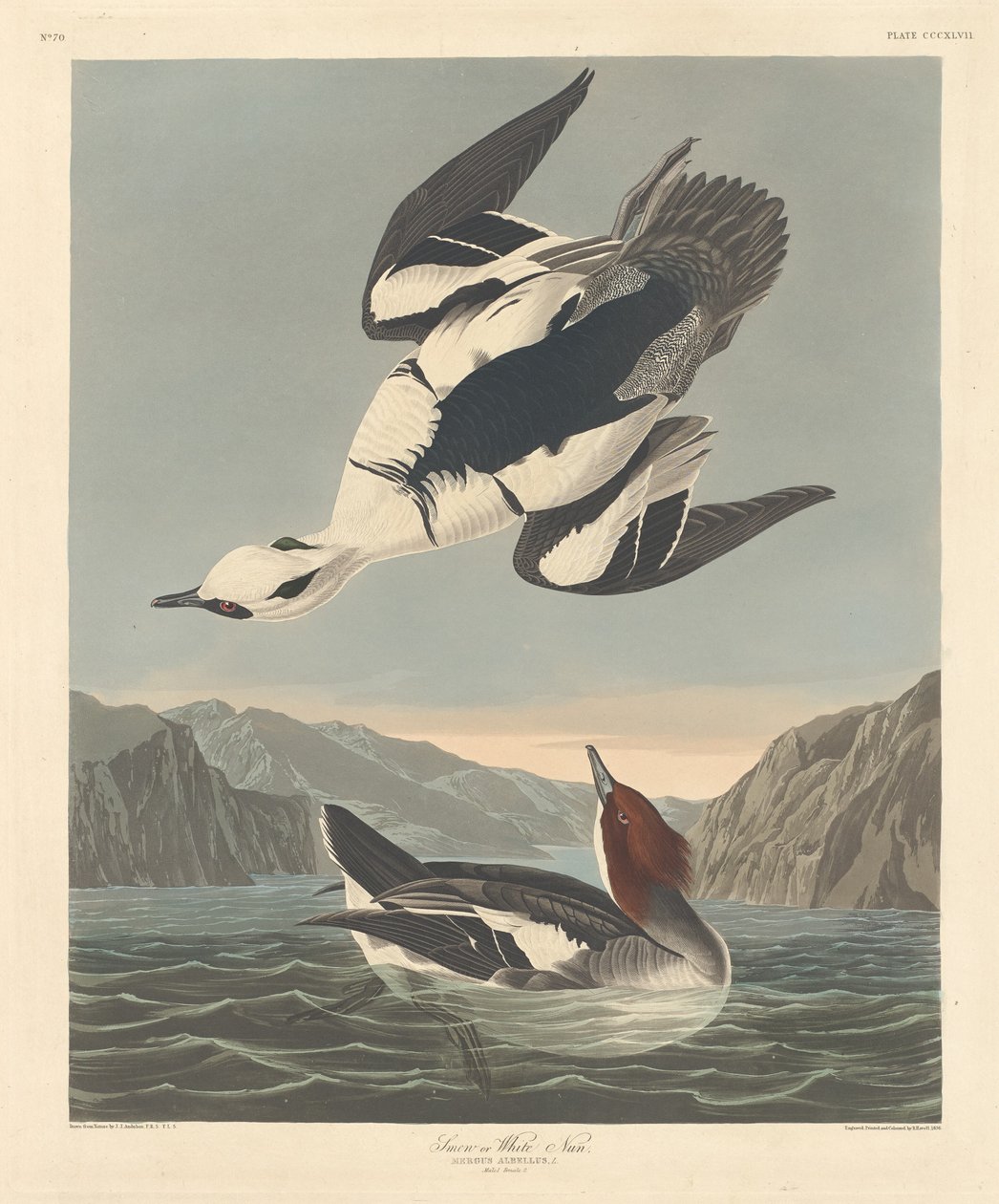 Smew tai White Nun tekijältä Robert Havell after John James Audubon
