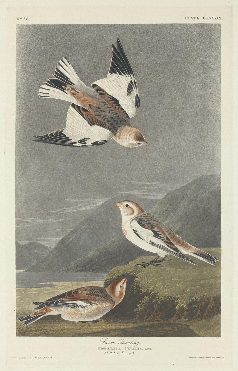 Snow Bunting tekijältä Robert Havell after John James Audubon