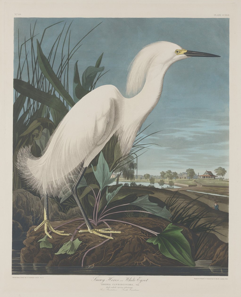 Snowy Heron tai White Egret tekijältä Robert Havell after John James Audubon