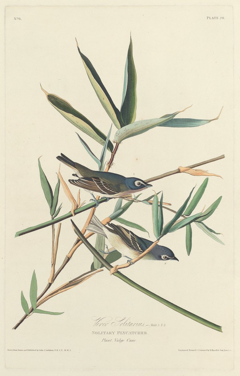 Yksinäinen kärpässieppo tekijältä Robert Havell after John James Audubon