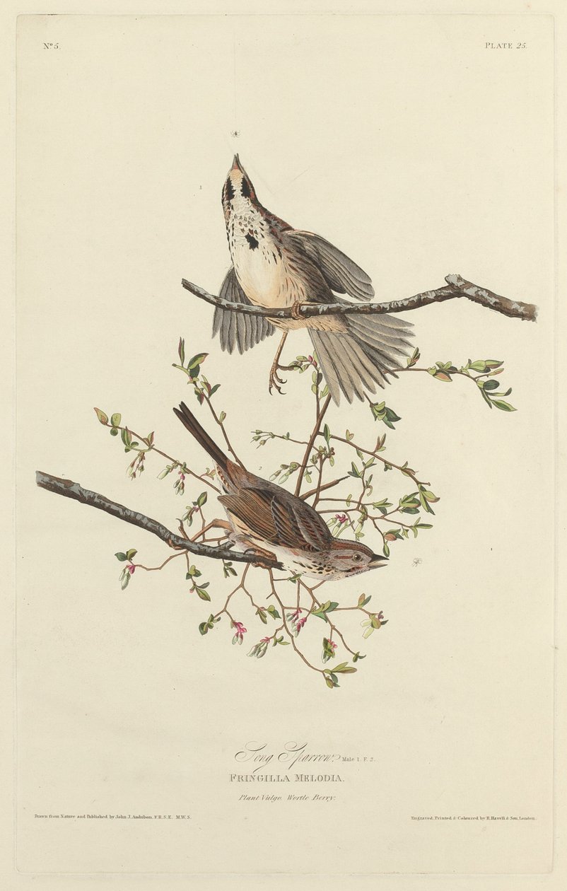 Laulu Sparrow tekijältä Robert Havell after John James Audubon