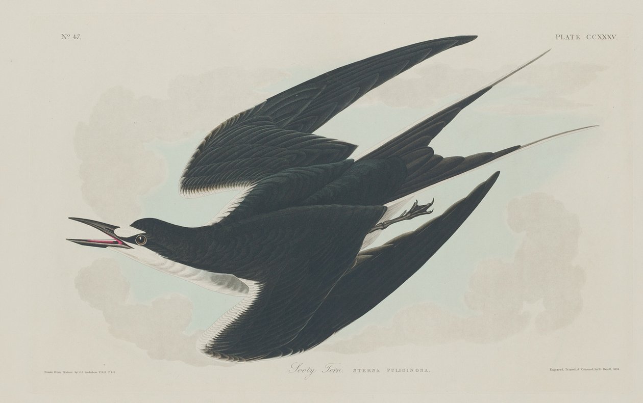 Nokitiira tekijältä Robert Havell after John James Audubon