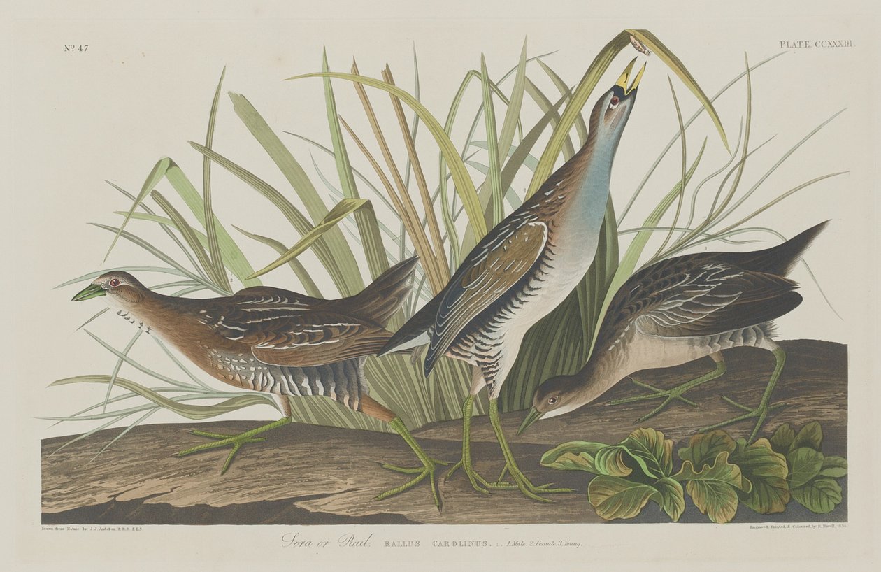 Sora tai Rail tekijältä Robert Havell after John James Audubon