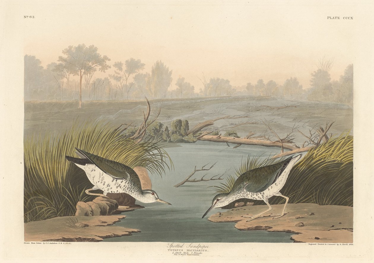 Täplikäs Sandpiper tekijältä Robert Havell after John James Audubon