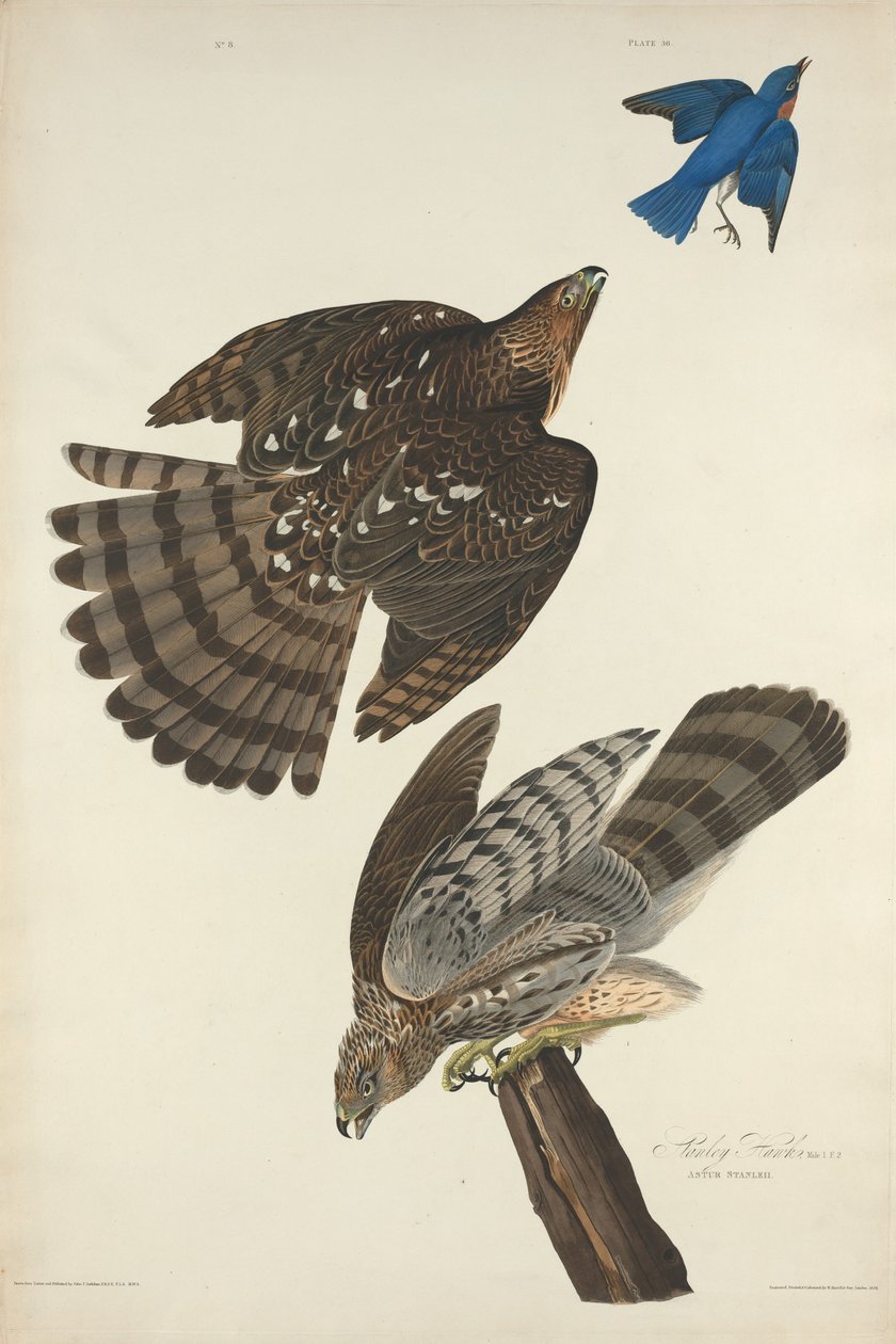 Stanley Hawk tekijältä Robert Havell after John James Audubon