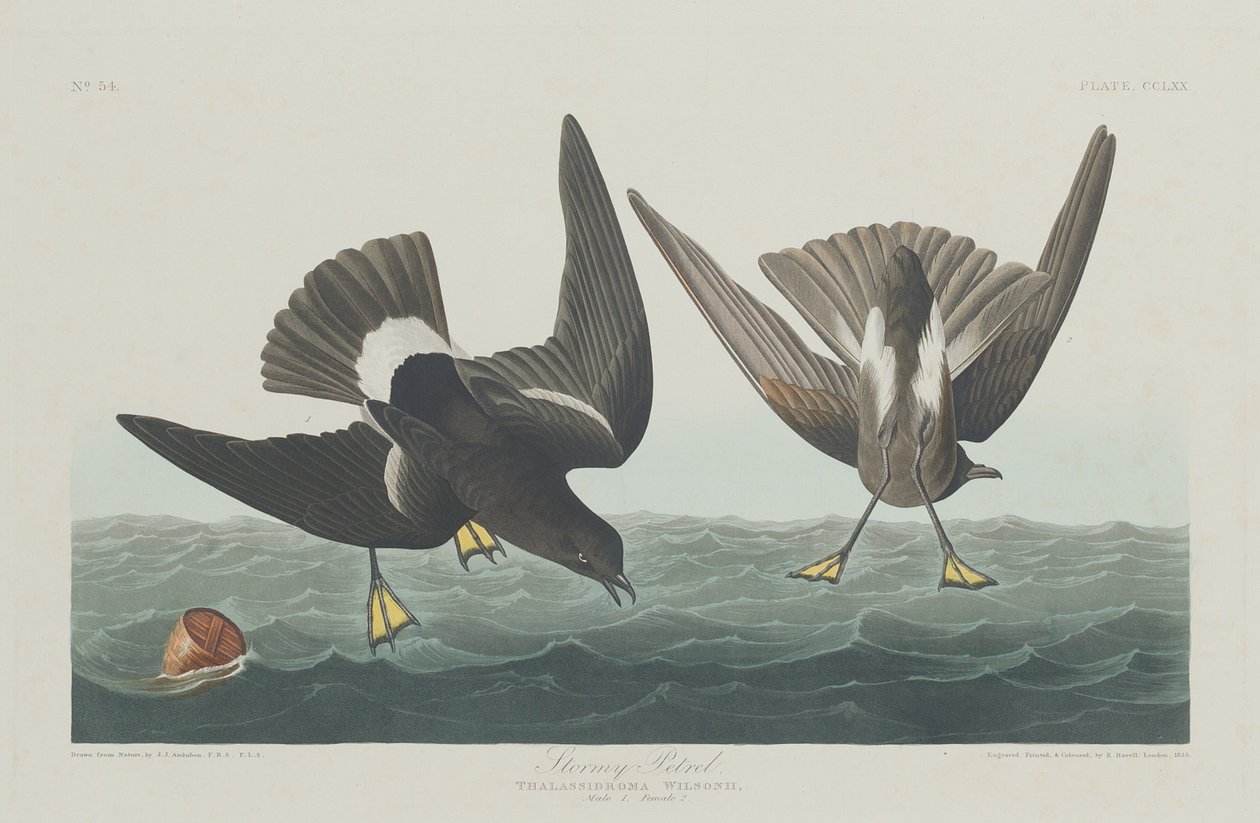 Myrskyinen Petrel tekijältä Robert Havell after John James Audubon