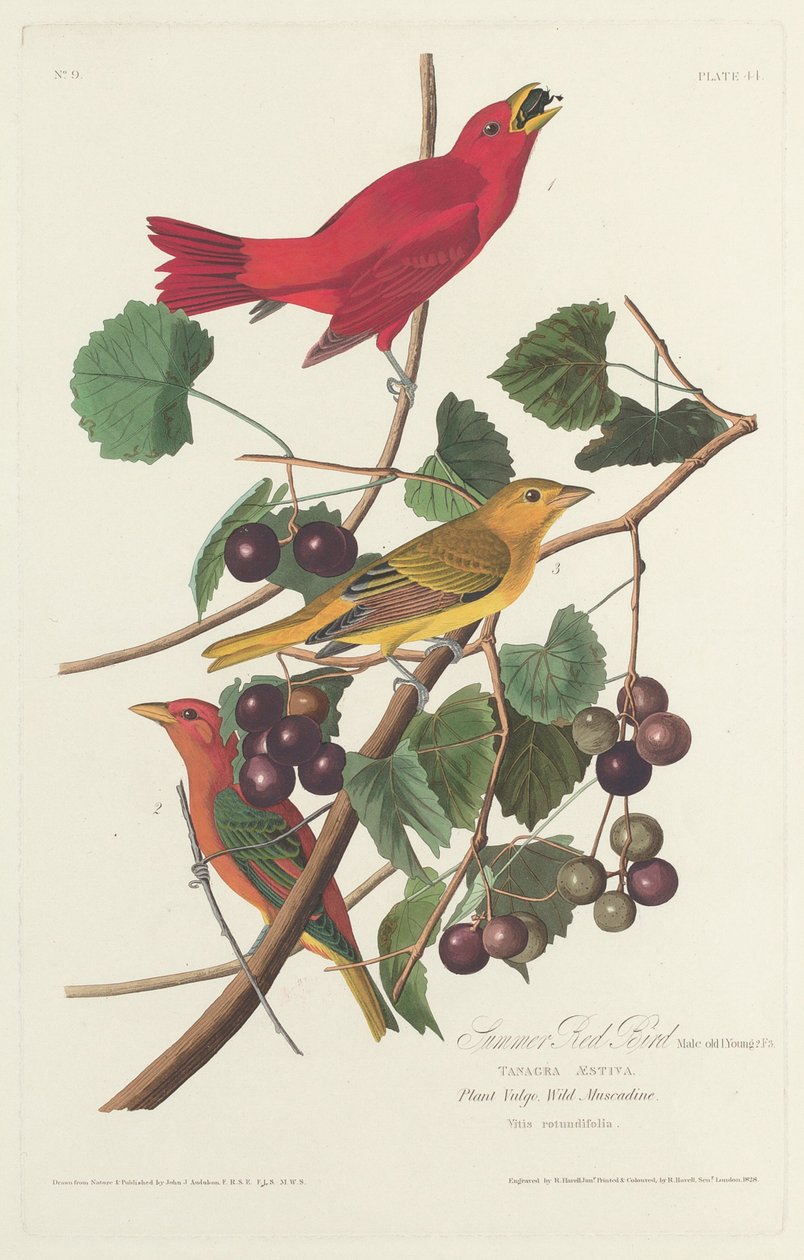 Kesän punainen lintu tekijältä Robert Havell after John James Audubon