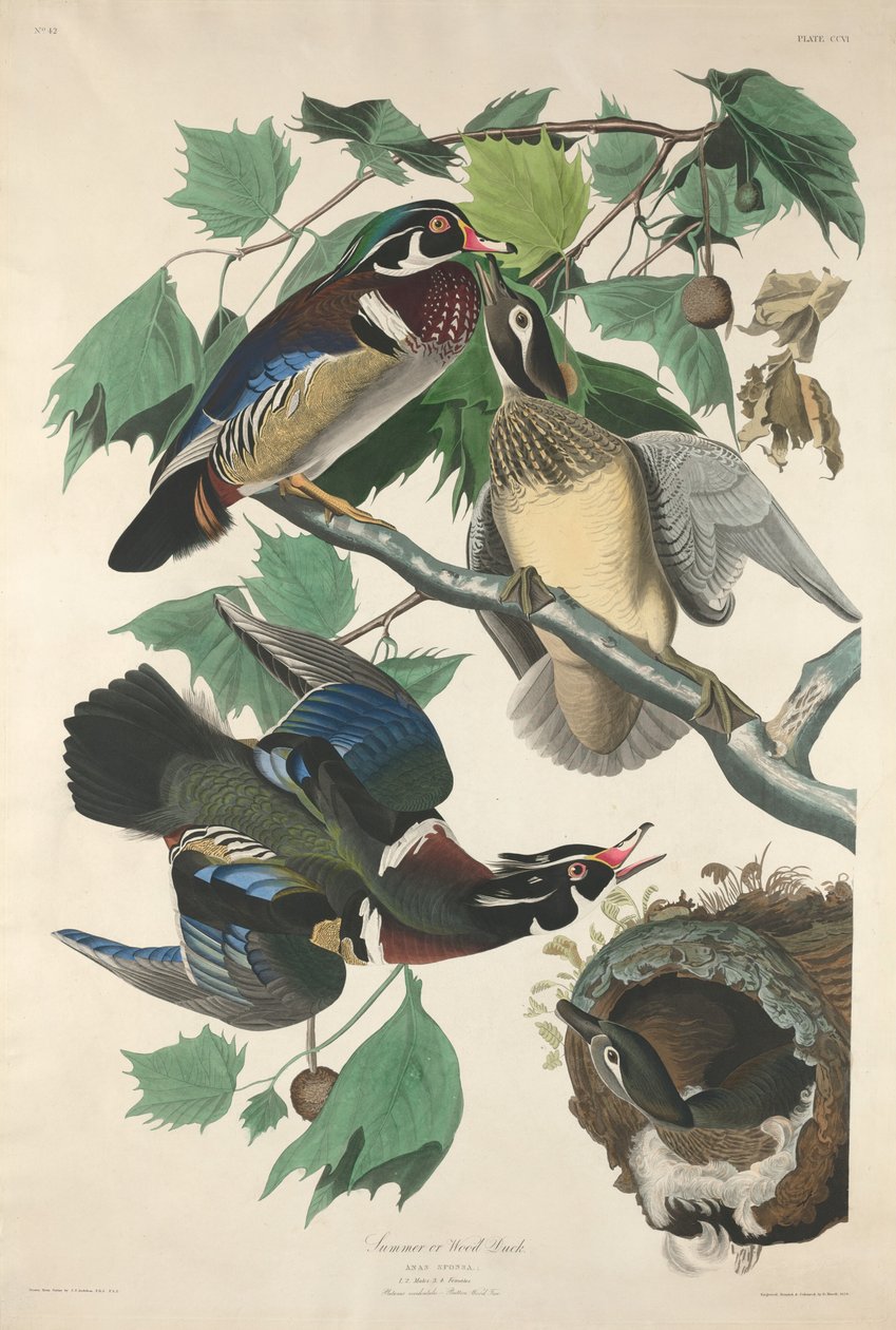 Kesä tai Wood Duck tekijältä Robert Havell after John James Audubon