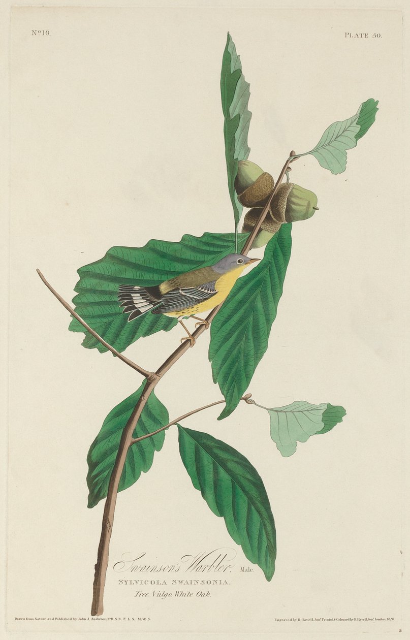 Swainsonin Warbler tekijältä Robert Havell after John James Audubon