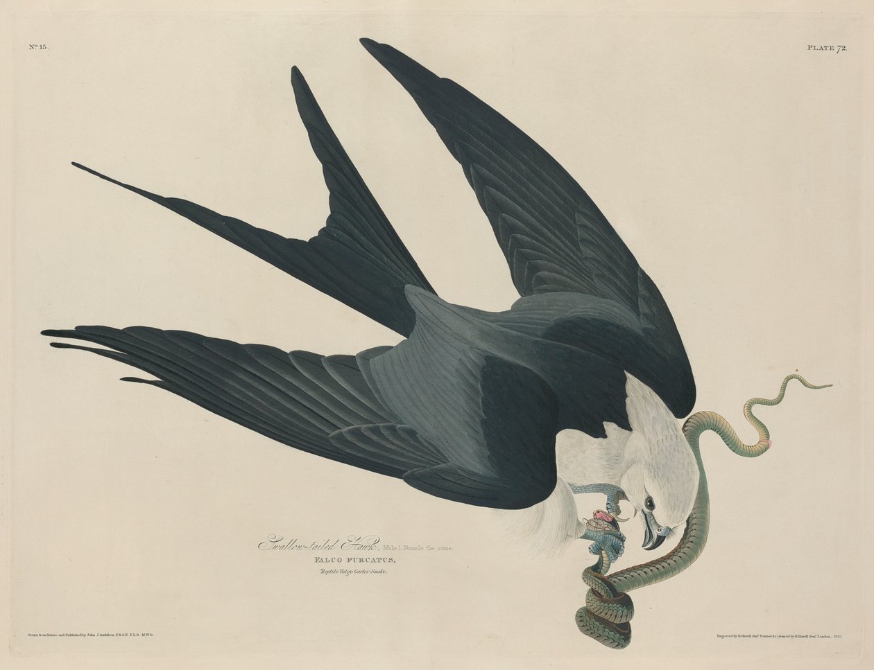 Swallow tailed Hawk tekijältä Robert Havell after John James Audubon