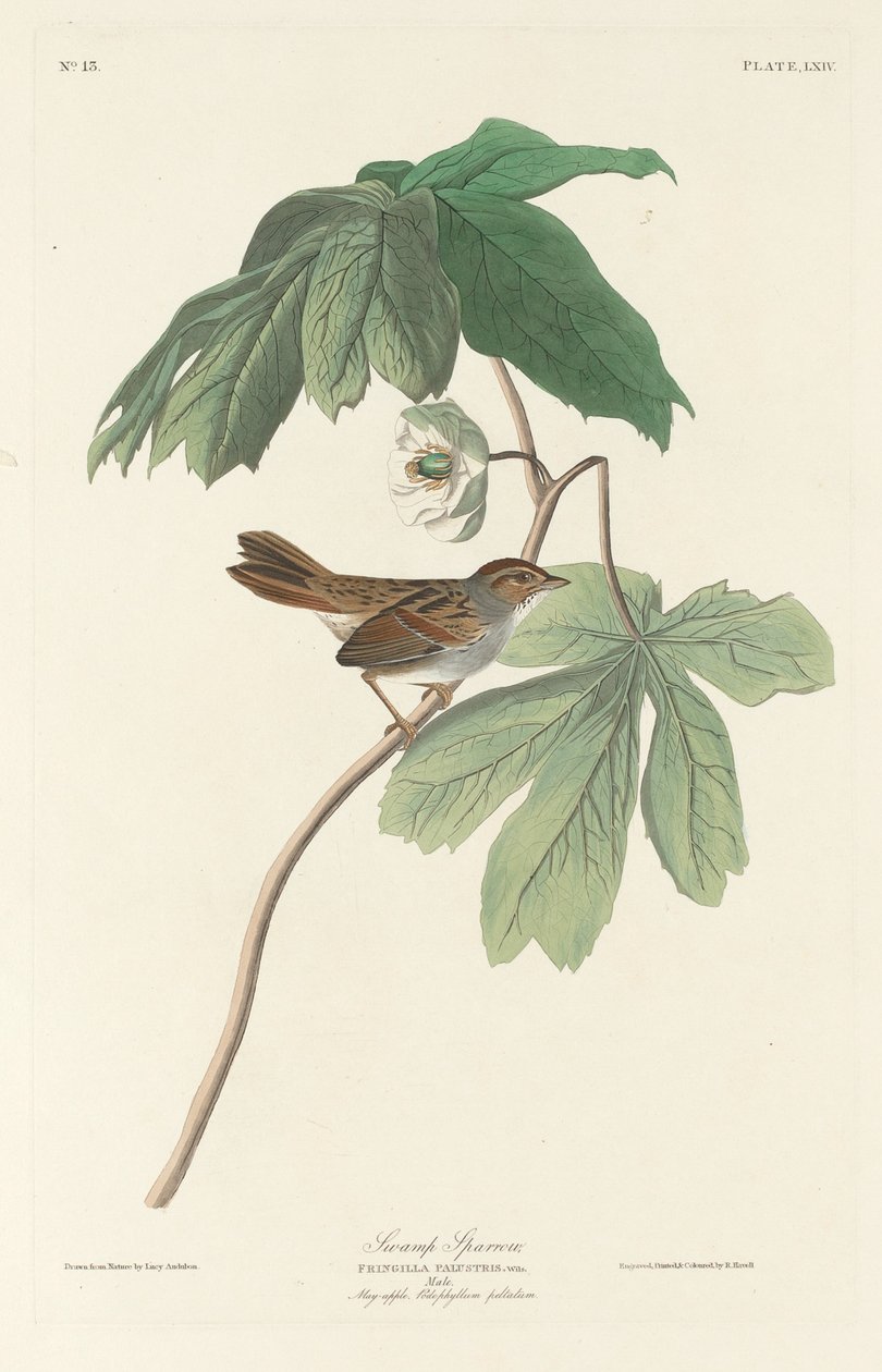 Suon varpunen tekijältä Robert Havell after John James Audubon