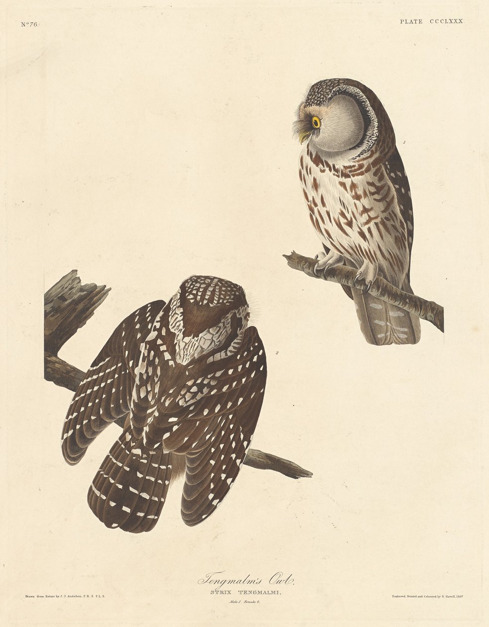 Tengmalmin pöllö tekijältä Robert Havell after John James Audubon