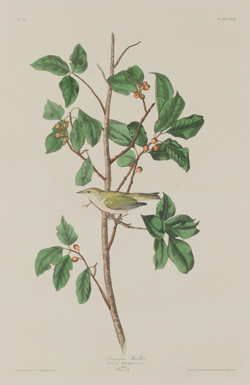 Tennessee Warbler tekijältä Robert Havell after John James Audubon