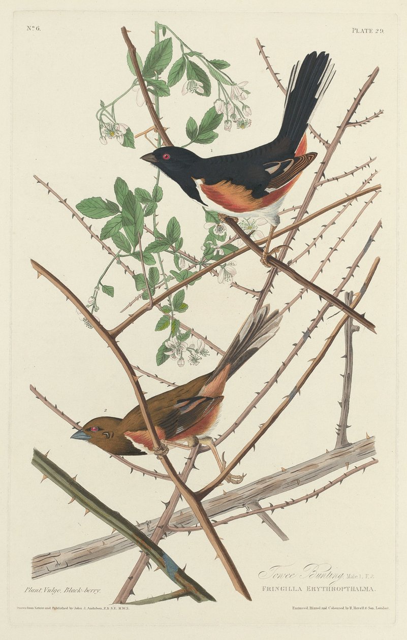 Towee Bunting tekijältä Robert Havell after John James Audubon