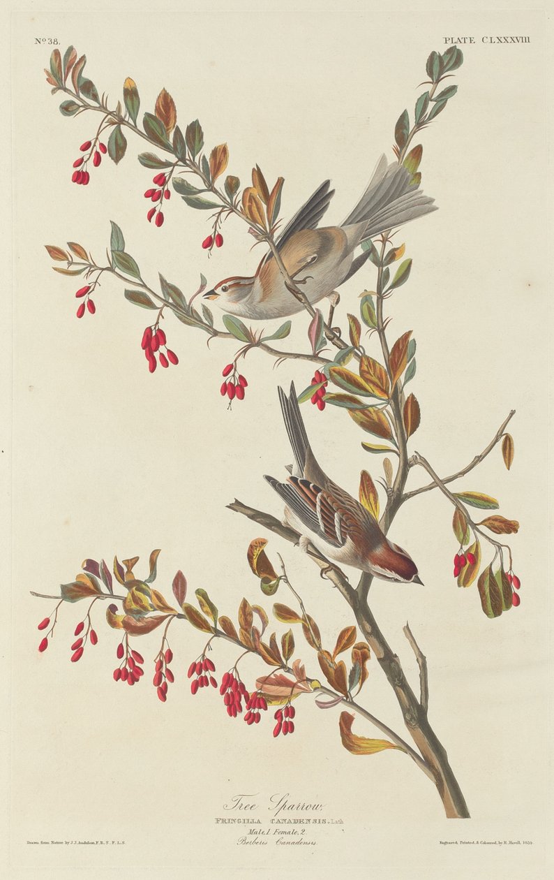 Pikkuvarpunen tekijältä Robert Havell after John James Audubon