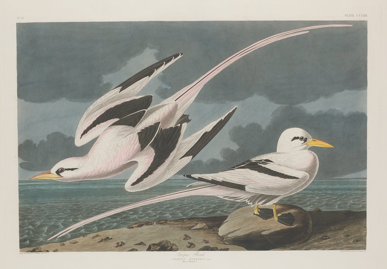 Trooppinen lintu tekijältä Robert Havell after John James Audubon