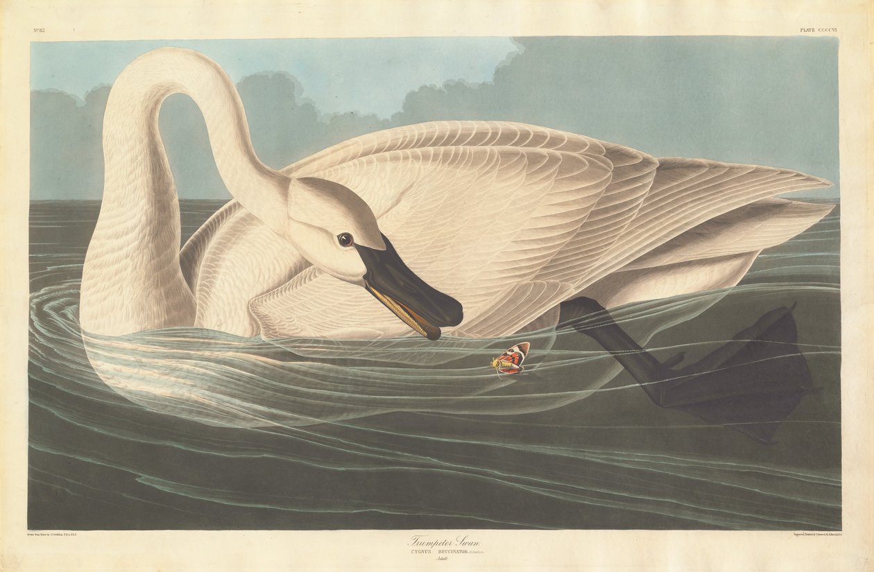 Trumpetisti Joutsen tekijältä Robert Havell after John James Audubon